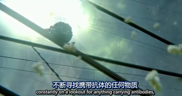 关于病毒，需要了解的三层知识